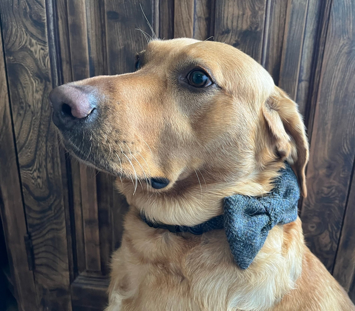 Sherlock Grey Herringbone Harris Tweed Dog Collar