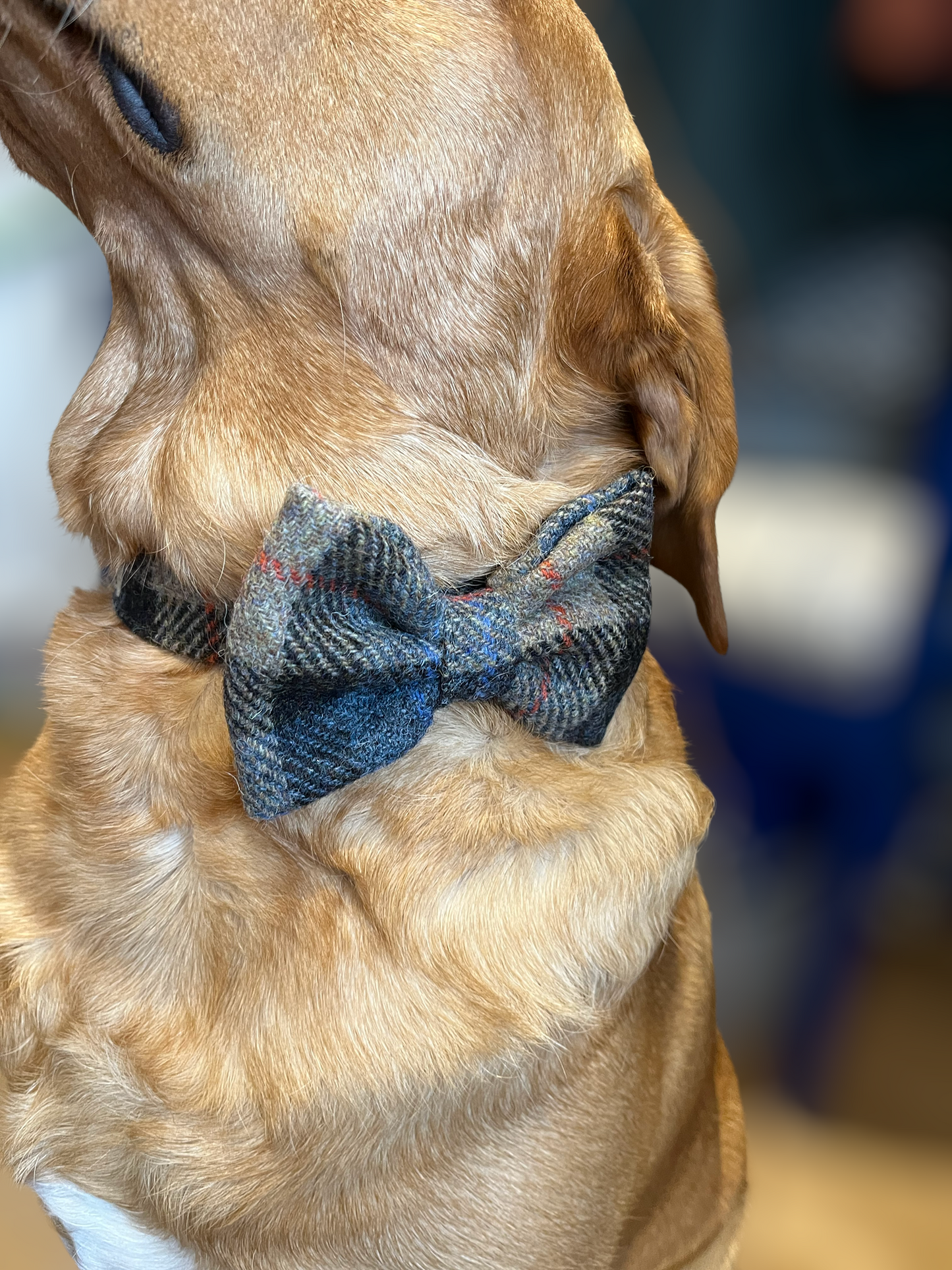Tarbert Check Harris Tweed Dog Collar & Bow-Tie Set