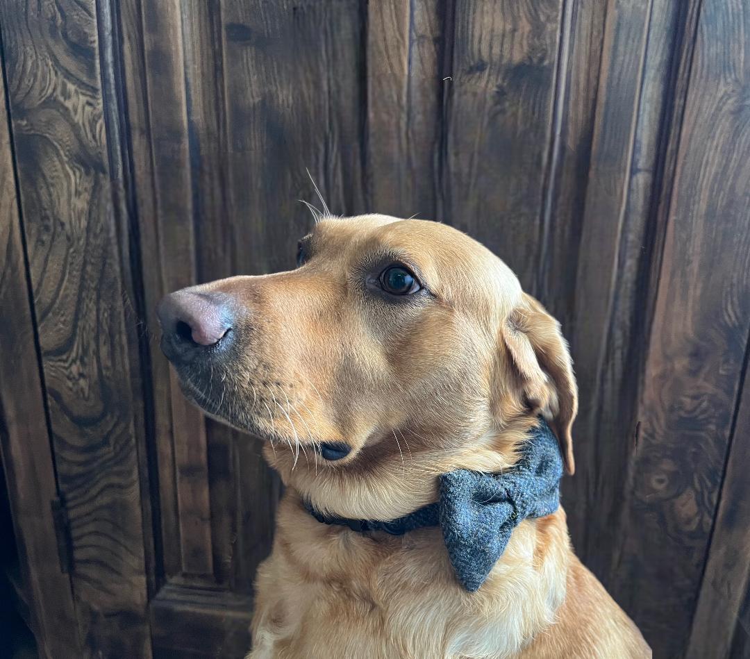 Sherlock Grey Herringbone Harris Tweed Dog Collar & Lead Set (with optional Bow-tie)